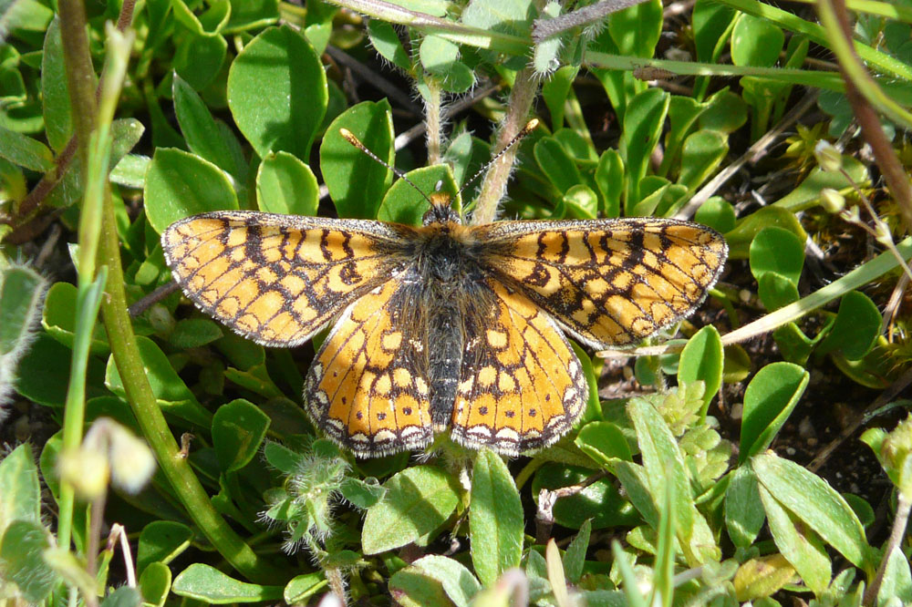 Euphydryas provincialis?